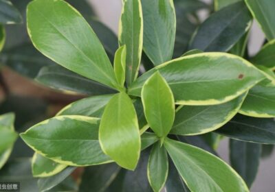 嫁接技术中最高存活率的方法