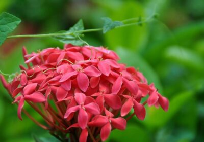 网纹瓜栽培技术及养护措施