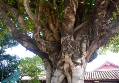 选购最佳年份的葡萄苗及其栽种方法