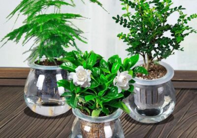 红薯的最佳种植时机是什么时候？