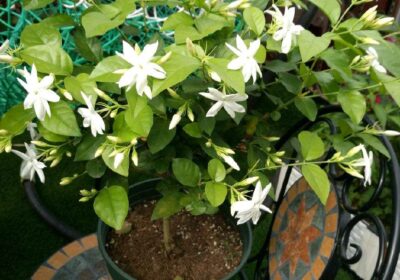 玉树开花的可能性及其开花后的生存状况