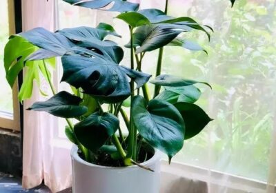 阿司匹林用于浇花应间隔多久，以及其对植物的益处