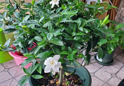 金樱子采摘后的处理步骤有哪些