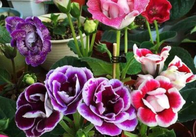 草莓四季栽培指南与技巧