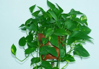 水培洋水仙与土壤种植的比较：哪种方式更佳？