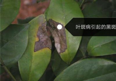 如何养护新购得的小丽花