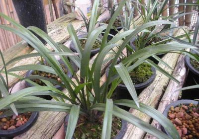 如何应对玉树只生长叶片而不开花的现象