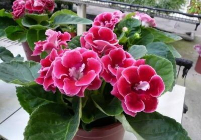 如何加速多肉植物叶片的萌芽过程