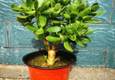 枸杞树修剪技巧口诀