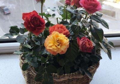 如何为太阳花选择合适的肥料