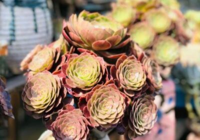 海棠植物施肥指南：最佳肥料选择