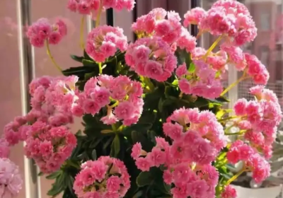 老石榴树桩何时发新芽，换盆须知