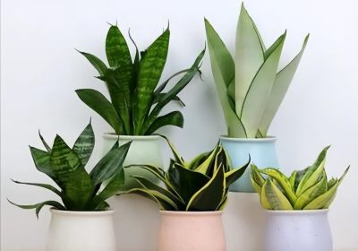 多肉植物施肥指南：选择适宜的肥料类型