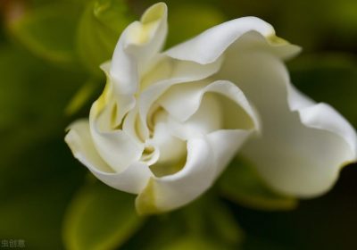 木槿枯叶现象探究，冬季落叶习性