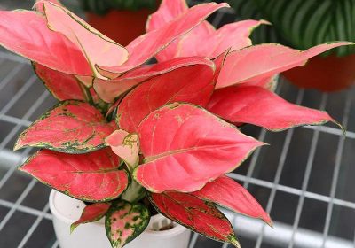 植物照料实用技巧