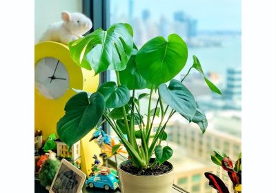 何时以及如何最佳种植西瓜