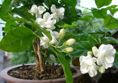 招财树偏好阳光还是水分，抑或偏爱干燥环境？