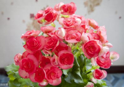 如何给琴叶榕进行掐顶和修剪，以及适宜的修剪时机