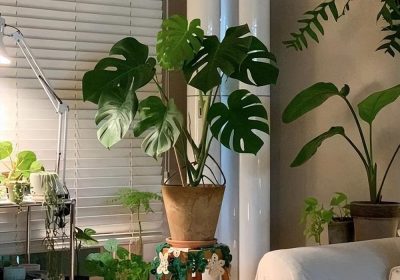 如何养护新购得的姬胧月