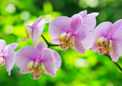 奇异貌不扬水果