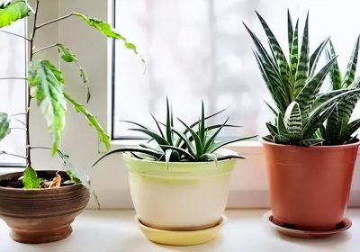 如何日常照料招财树以及养护时需注意的事项