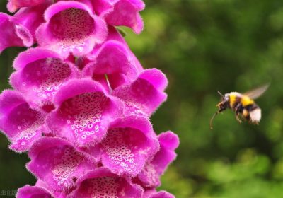 金樱子在哪个季节开花，如何养护