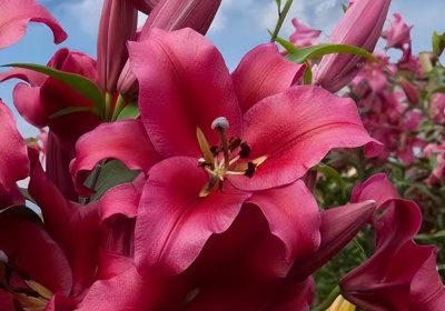 如何培育肉肉植物使其茂盛爆盆