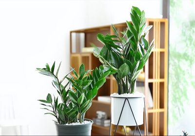 加仑盆、青山盆与塑料盆的对比分析