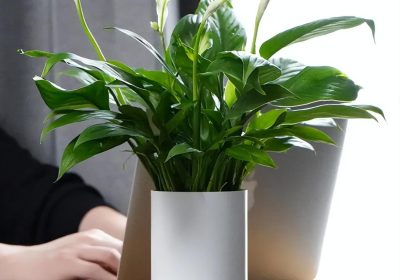 如何应对玉树生长过快，探究其疯长的原因