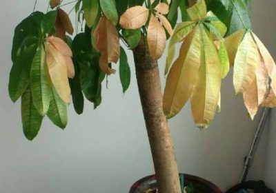 如何有效繁殖招财树，常用方法有哪些？