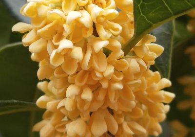 桑叶的形态特征