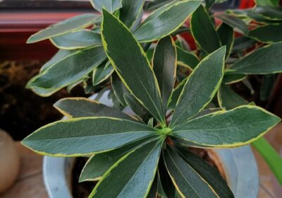 如何培育招财树以促进其茁壮成长及繁殖方法