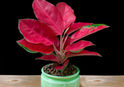 天堂鸟是否适宜作为家庭宠物饲养？