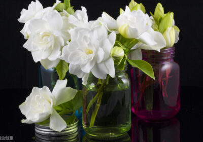 如何选择最佳时机与正确方法进行招财树扦插