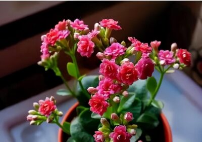 如何在连绵不断的雨季中种植豆类