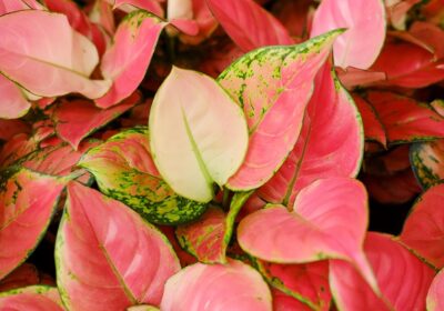 火龙果在哪个季节成熟？