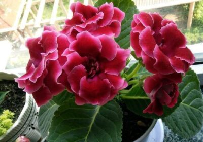 多肉植物在建筑工地沙土中的生长可能