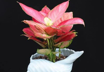 如何通过扦插方法繁殖招财树，并了解其他繁殖途径