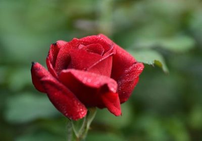 如何应对竹叶变黄问题