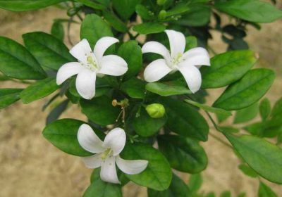 如何养护文竹？