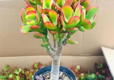 如何安全地移除金樱子刺并处理刺伤