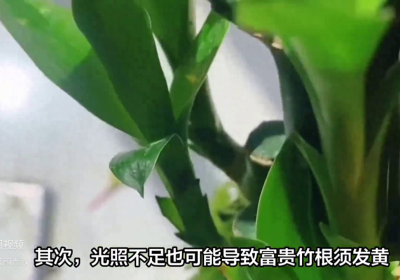 如何通过招财树的花型促进其开花