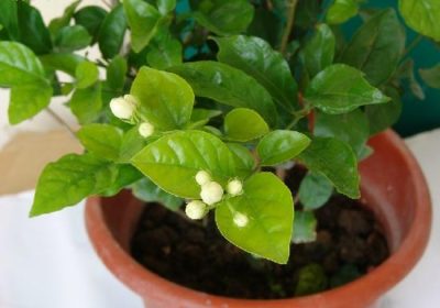 如何养护红运当头冬季花卉及应对枯萎问题