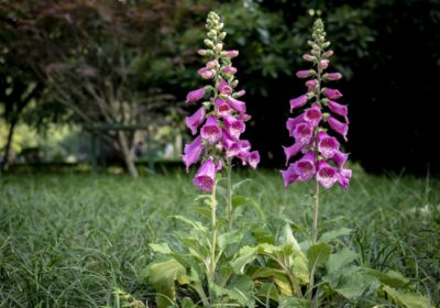 如何养护新购得的冬美人植物