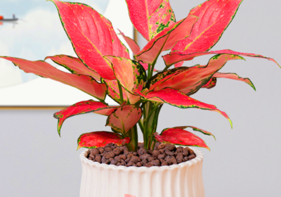 招财树的光照需求与养护注意事项