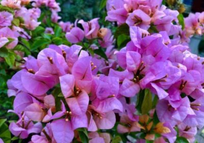 如何种植夫妻海棠种子