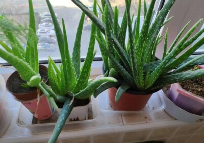 如何照料玉树以促进其繁花似锦，以及其花期何时到来