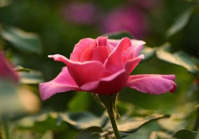 植物照料技巧与策略