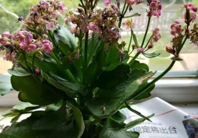 七里香施肥指南：最佳肥料选择