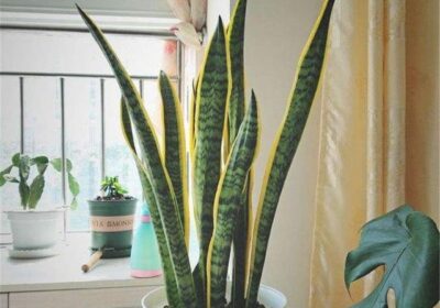 秋季丰收的作物有哪些？